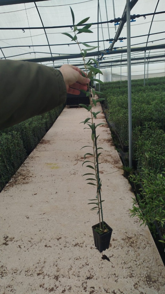 Olivo Arbequina (1 anno)
