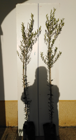 Olivo Arbequina Strutturato (2 anni)